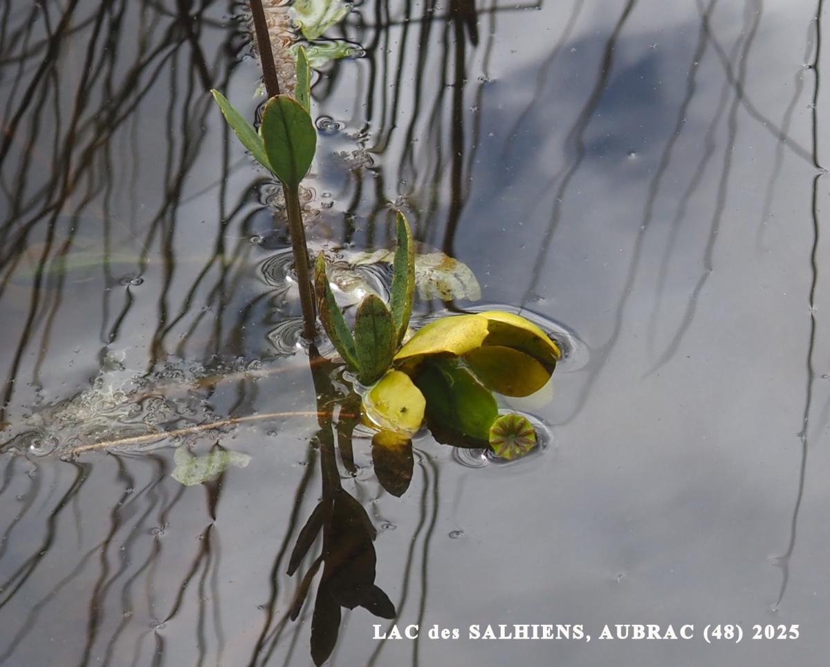 Water-lily, Least flower